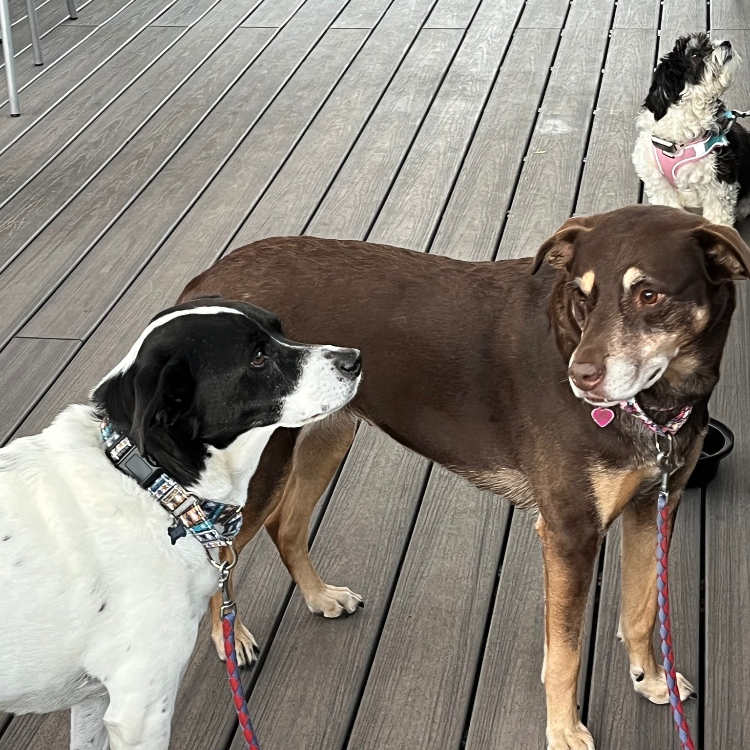 To our puppy customers: if you had enough of sharing your house, in the dark, with your humans, just bring them out for diner at the patio and show them some love.