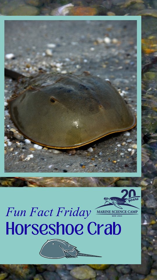 It’s hard to feel crabby after meeting a horseshoe crab! This Fun Fact Friday is all about our prehistoric friend! Did you know? Horseshoe crabs glow under ultraviolet light! Scientists are unsure why they’re able to do this! 🦀🏖️
.
.
#scienceisfun #funfactfriday #conservation #marinesciencecamp #horseshoecrab