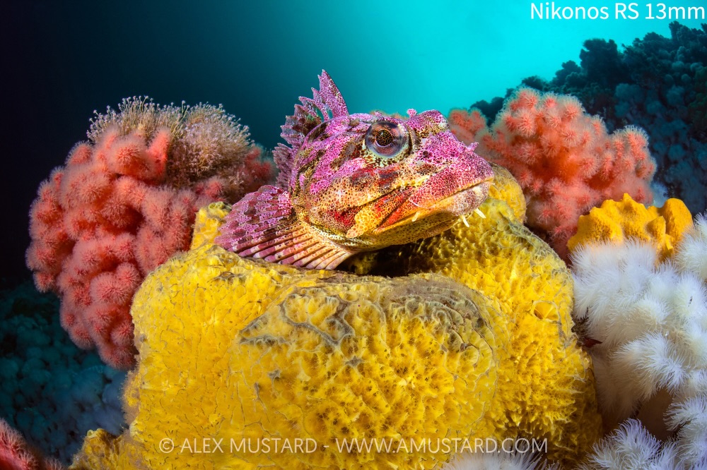 I’ve published a page on my website with my detailed recommendations for set up, settings customisation and even lens options for shooting the new Sony A7RVI underwater. Even covers the new programmable Shooting Modes. Happy WOD’26
I realise not many have that camera yet, but most of it is directly applicable to other Sony cameras. And in fact other mirrorless cameras too, as most the options we need to change regularly while shooting underwater are universal across the cameras even if the manufacturers have different names for the controls.
The page is a bit hidden away on my website. So if you want a direct link message me or comment below and ask and I can DM you.