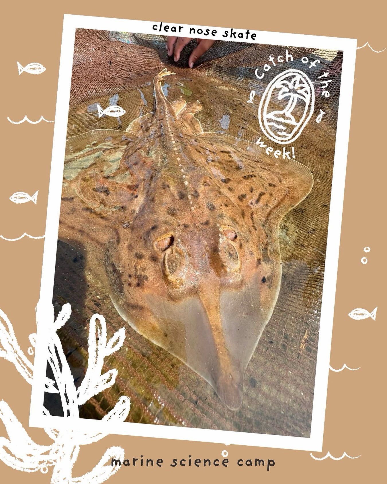 Meet our Catch of the Week: a clear nose skate gliding in like a little underwater pancake with wings 🥞🌊 These coastal rays are right at home in sandy and muddy shallows along the Atlantic, where they spend their days blending in and their nights hunting 🌙 Despite the name, that “clear” snout isn’t actually transparent—it’s just smoother and lighter than the rest of their speckled, sand-colored body, perfect for camouflage 🎨
Clear nose skates are bottom-feeding pros, snacking on small crustaceans, worms, and mollusks they find buried in the sediment 🦐🪱 They can live up to about 5–7 years and lay those iconic “mermaid’s purse” egg cases you might spot washed up on the beach 🧜♀️🥚 Look closely and you’ll notice their intricate patterning—tiny spots and shading that help them disappear into the seafloor like living, breathing camouflage art 👀✨